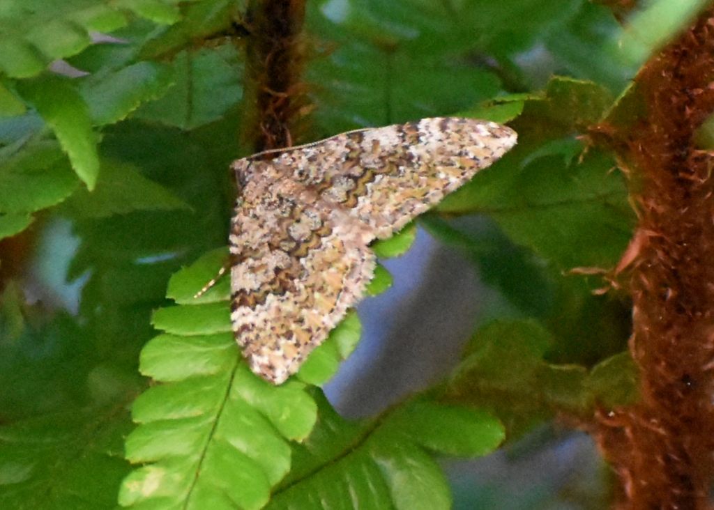 Falena da identificare 3: Euphyia frustata - Geometridae